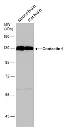 Anti-Contactin 1 antibody used in Western Blot (WB). GTX133206
