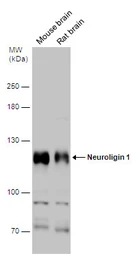 Anti-Neuroligin 1 antibody used in Western Blot (WB). GTX133208