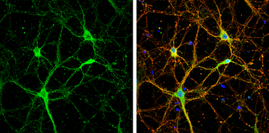 Anti-Neuroligin 1 antibody used in Immunocytochemistry/ Immunofluorescence (ICC/IF). GTX133208