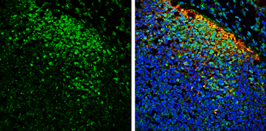 Anti-SAP102 antibody used in IHC (Frozen sections) (IHC-Fr). GTX133211