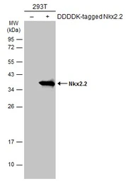 Anti-Nkx2.2 antibody used in Western Blot (WB). GTX133212