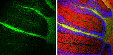 Anti-NF-M antibody used in IHC (Frozen sections) (IHC-Fr). GTX133215