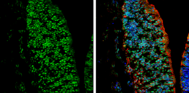 Anti-Nkx2.2 antibody used in IHC (Frozen sections) (IHC-Fr). GTX133219