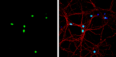 Anti-Nkx2.2 antibody used in Immunocytochemistry/ Immunofluorescence (ICC/IF). GTX133219