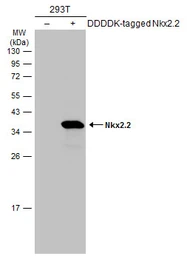 Anti-Nkx2.2 antibody used in Western Blot (WB). GTX133220