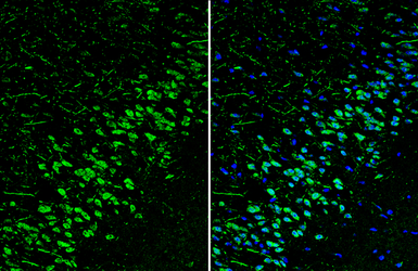 Anti-Reelin antibody used in IHC (Frozen sections) (IHC-Fr). GTX133226