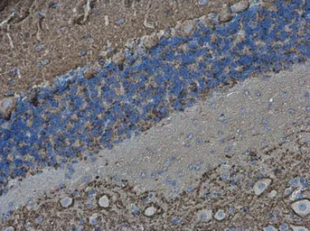 Anti-VAMP2 antibody used in IHC (Paraffin sections) (IHC-P). GTX133241