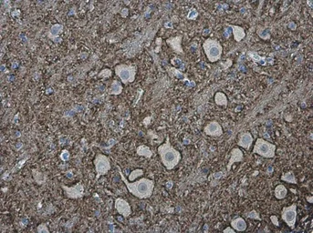 Anti-VAMP2 antibody used in IHC (Paraffin sections) (IHC-P). GTX133241