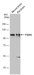 Anti-PSD93 antibody used in Western Blot (WB). GTX133244