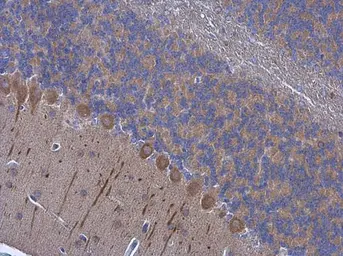 Anti-PSD93 antibody used in IHC (Paraffin sections) (IHC-P). GTX133244
