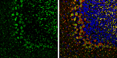 Anti-PSD93 antibody used in IHC (Frozen sections) (IHC-Fr). GTX133244
