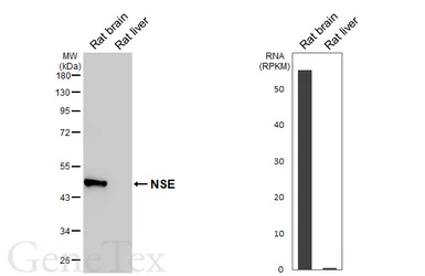 Anti-NSE antibody used in Western Blot (WB). GTX133249