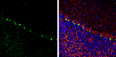 Anti-PSD95 antibody used in IHC (Frozen sections) (IHC-Fr). GTX133255