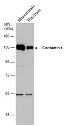 Anti-Contactin 1 antibody used in Western Blot (WB). GTX133265