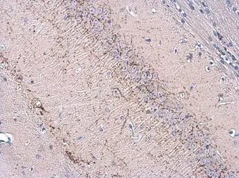 Anti-vGluT3 antibody used in IHC (Paraffin sections) (IHC-P). GTX133267