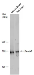Anti-CASPR antibody used in Western Blot (WB). GTX133272