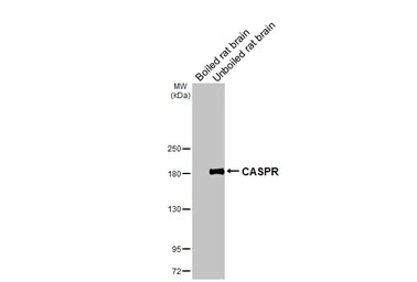 Anti-CASPR antibody used in Western Blot (WB). GTX133272
