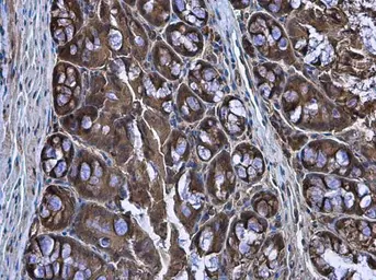 Anti-CASK antibody used in IHC (Paraffin sections) (IHC-P). GTX133275
