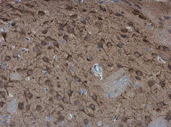 Anti-SAP102 antibody used in IHC (Paraffin sections) (IHC-P). GTX133279