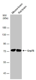 Anti-Grp75 antibody used in Western Blot (WB). GTX133283