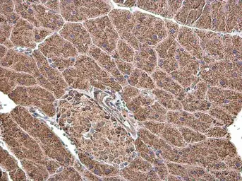 Anti-Grp75 antibody used in IHC (Paraffin sections) (IHC-P). GTX133283