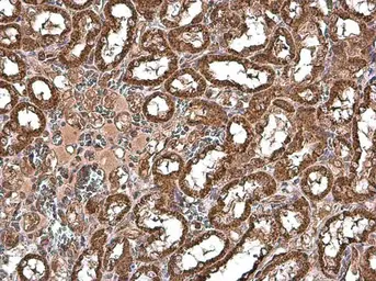 Anti-Grp75 antibody used in IHC (Paraffin sections) (IHC-P). GTX133283