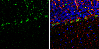 Anti-Grp75 antibody used in IHC (Frozen sections) (IHC-Fr). GTX133283