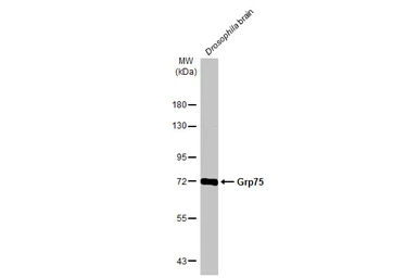 Anti-Grp75 antibody used in Western Blot (WB). GTX133283