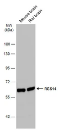 Anti-RGS14 antibody used in Western Blot (WB). GTX133291