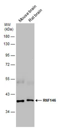 Anti-RNF146 antibody used in Western Blot (WB). GTX133293