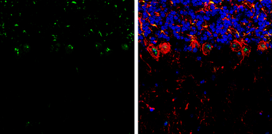 Anti-RNF146 antibody used in IHC (Frozen sections) (IHC-Fr). GTX133293