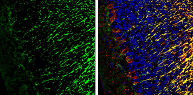 Anti-CADM4 antibody used in IHC (Frozen sections) (IHC-Fr). GTX133294