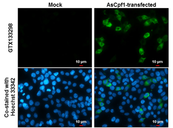 Anti-CPF1 antibody used in Immunocytochemistry/ Immunofluorescence (ICC/IF). GTX133298