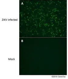 Anti-Zika virus NS1 protein antibody used in Immunocytochemistry/ Immunofluorescence (ICC/IF). GTX133306