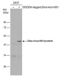 Anti-Zika virus NS1 protein antibody used in Western Blot (WB). GTX133306