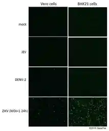 Anti-Zika virus NS1 protein antibody used in Immunocytochemistry/ Immunofluorescence (ICC/IF). GTX133307