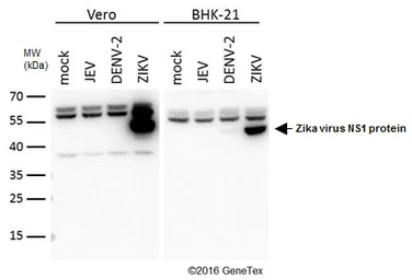Anti-Zika virus NS1 protein antibody used in Western Blot (WB). GTX133307