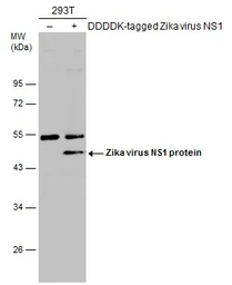 Anti-Zika virus NS1 protein antibody used in Western Blot (WB). GTX133307