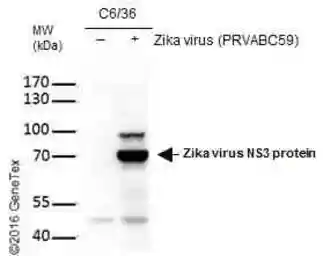Anti-Zika virus NS3 protein antibody used in Western Blot (WB). GTX133309