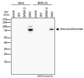 Anti-Zika virus NS3 protein antibody used in Western Blot (WB). GTX133309