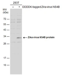 Anti-Zika virus NS4B protein antibody used in Western Blot (WB). GTX133311