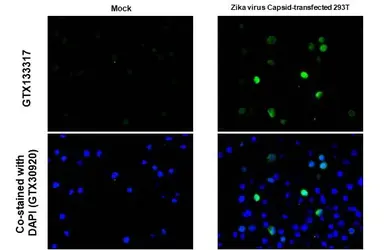 Anti-Zika virus Capsid protein antibody used in IHC-P (cell pellet) (IHC-P (cell pellet)). GTX133317