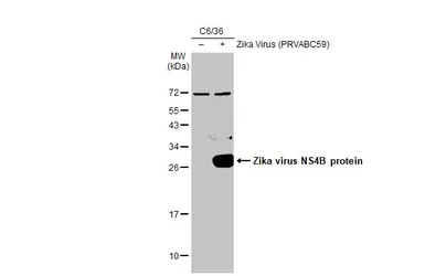Anti-Zika virus NS4B protein antibody used in Western Blot (WB). GTX133321