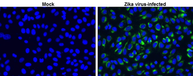 Anti-Zika virus NS1 protein antibody used in Immunocytochemistry/ Immunofluorescence (ICC/IF). GTX133323