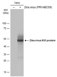 Anti-Zika virus NS1 protein antibody used in Western Blot (WB). GTX133324