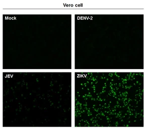 Anti-Zika virus NS1 protein antibody used in Immunocytochemistry/ Immunofluorescence (ICC/IF). GTX133324