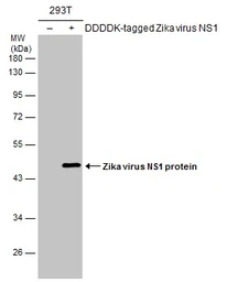 Anti-Zika virus NS1 protein antibody used in Western Blot (WB). GTX133324