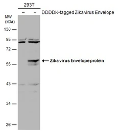 Anti-Zika virus Envelope protein antibody used in Western Blot (WB). GTX133325