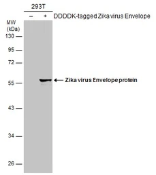 Anti-Zika virus Envelope protein antibody used in Western Blot (WB). GTX133326