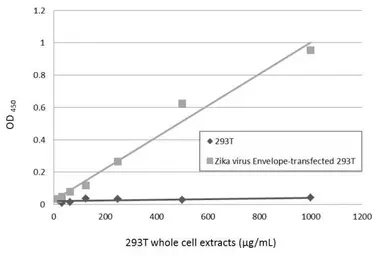 Anti-Zika virus Envelope protein antibody used in ELISA (ELISA). GTX133326